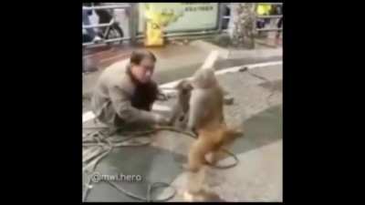 Monke revenge