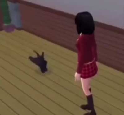 Funny Cat Dance!