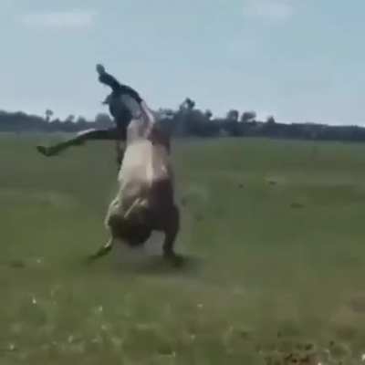 gaucho has a good ending