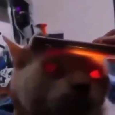 Demon cat