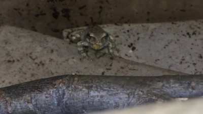 Do you guys know what these two small sticky children are? They were caught by my friend in Maine and I think they might be baby grey tree frogs but I&rsquo;m not sure..