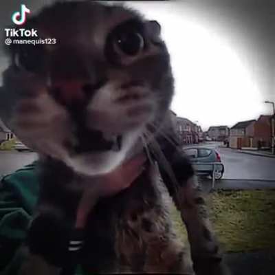 upvote if you like cats