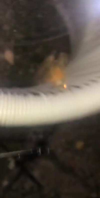 The moth from hell