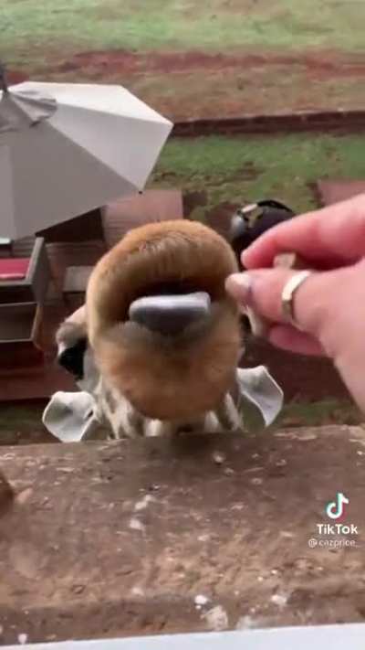 Someome wants a little snack.
