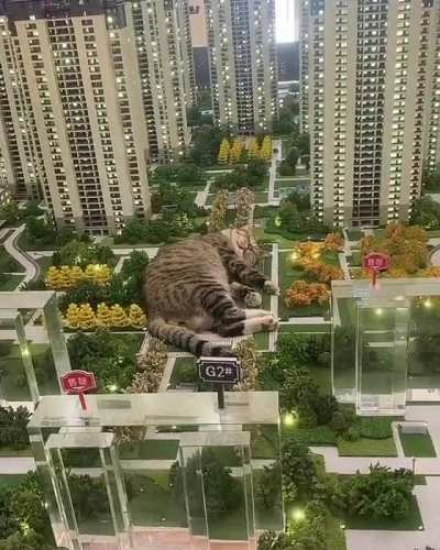 Catzilla taking a nap