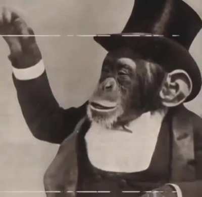 monkey history