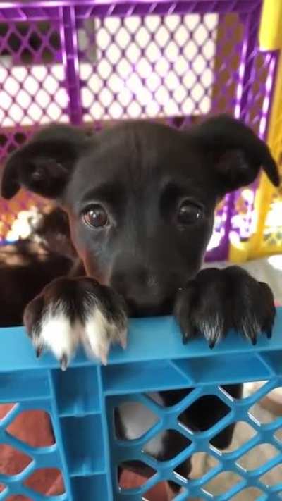 Puppy dog eyes