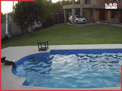 When this blind dog fell into a pool, her doggy sibling came to her rescue.. We really don&rsquo;t deserve them