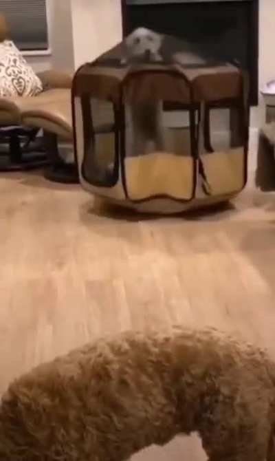 She was in "jail" for trying to steal the other dog's food