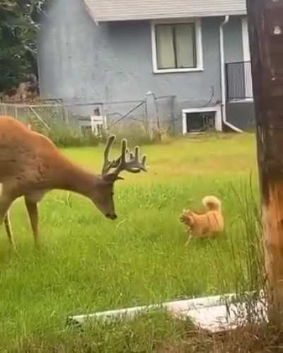 catto found a "DEER" friend