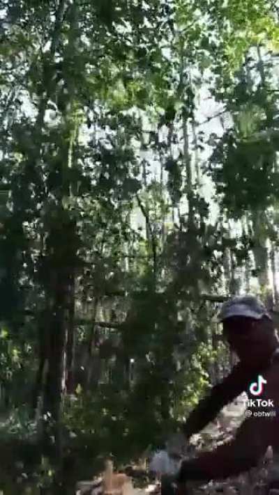 Tree Ripper