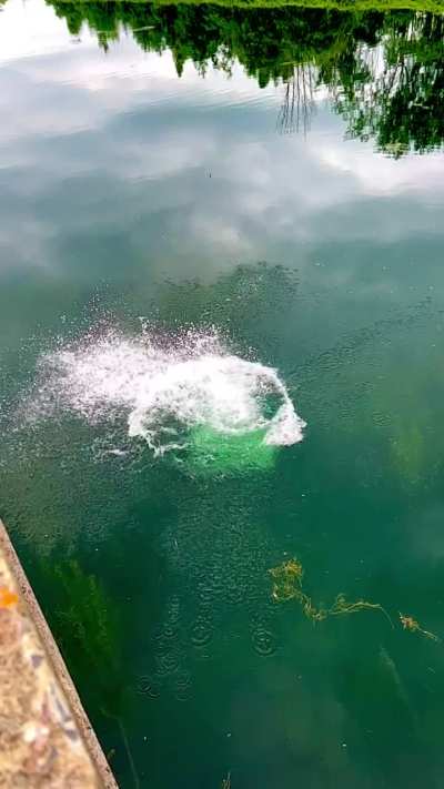 Jump into the water
