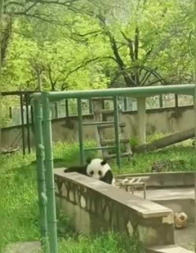 Pandas are natural derps