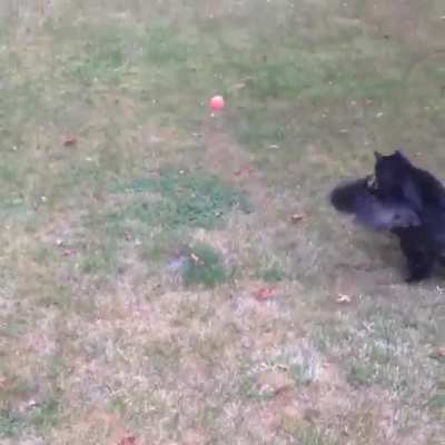 Cats don't always make the best dogs... Do they?