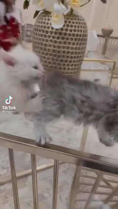 Poor little meow meow