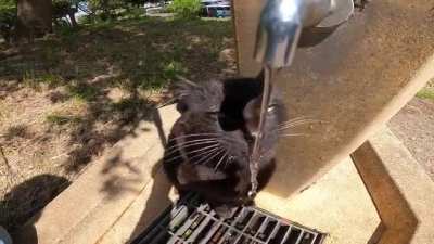 Cat.