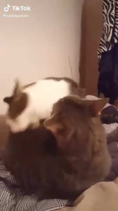 just 2 cats hanging out