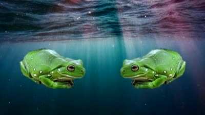 Frogge