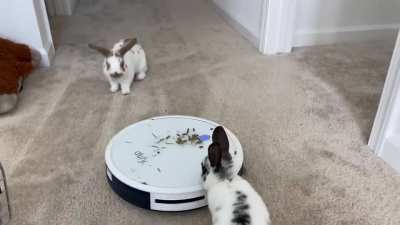 One way to entertain your rabbits