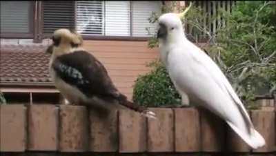 Cockatoo pulling an annoyed Kookaburra&rsquo;s tail feathers