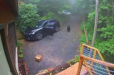 Finding a bear in your car