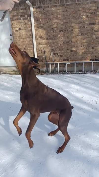 Texas Dobermans discover winter