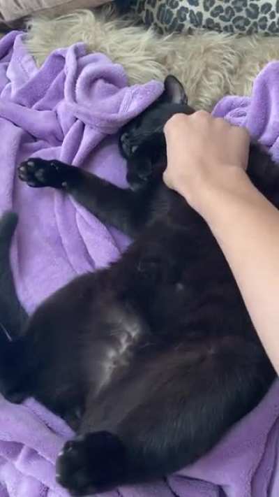 Oh yea it&rsquo;s belly rub time