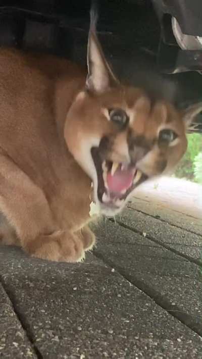 Omg Floppa what are you doing under the car 😡🤬🤬😭😭😶&zwj;🌫️😨😱😢😢🥶😶&zwj;🌫️😢😤
