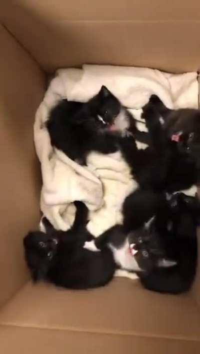 Spicy purritos.