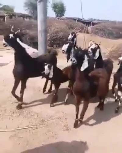 Me delivering the heard to Husn Fulq