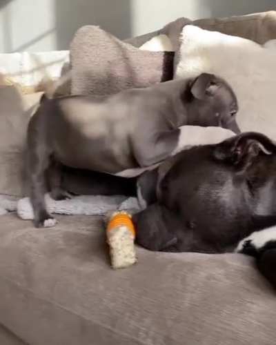 'scuse me pls