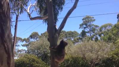 Koala Gets Kicked Out Of Tree And Cries!