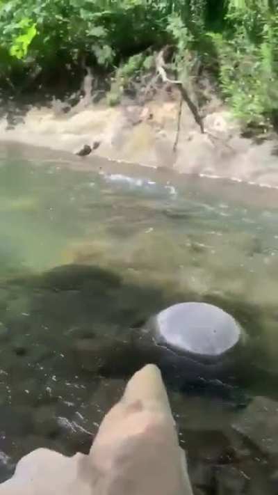 O Pato mais r&aacute;pido da historia