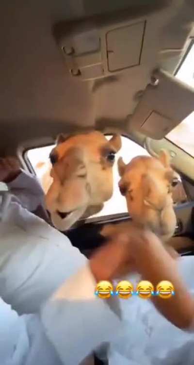 Feeding the camels a bit too close