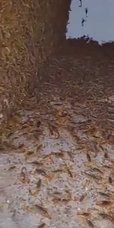 Man finds thousands of scorpions in an abandoned house
