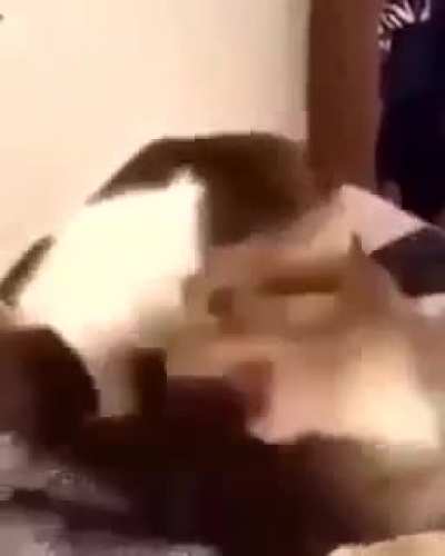 Gato safado