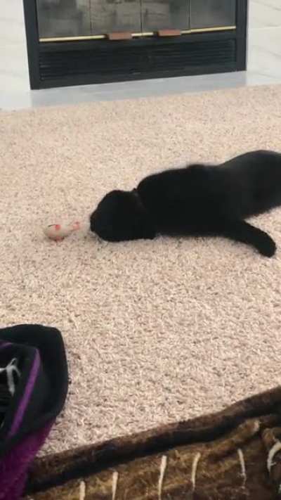 Jiji just can’t be bothered to use her bones today