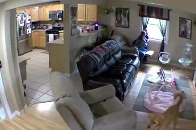 A golden retriever jumping in to &ldquo;protect&rdquo; his human friend after the cat mom attacked him for stepping on her kitten. 🐶😼