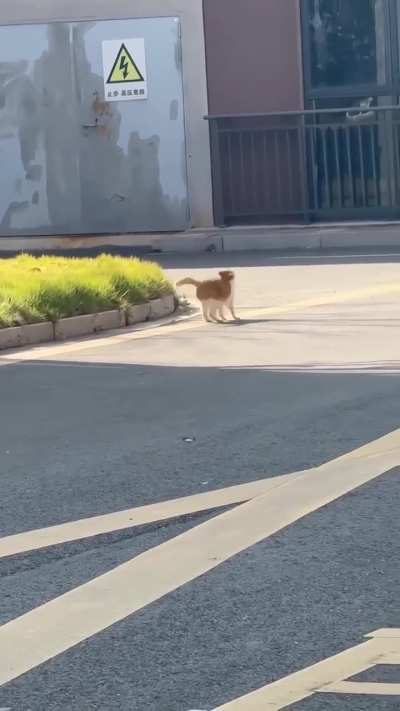 Those little ears