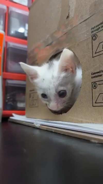 Hi I'm Lightning