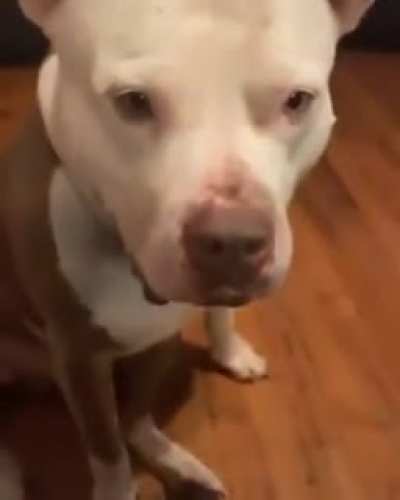 Dumass dog