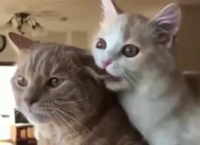 Monch