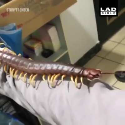 Chunky-Pede