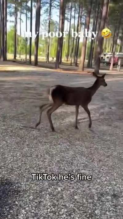 "um piolho , matei"