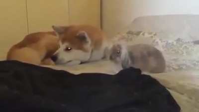 Bunnies flop when they feel safe, especially next to their bros.