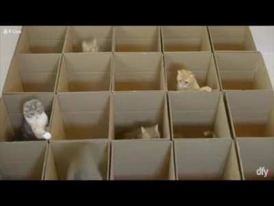 kitty heaven
