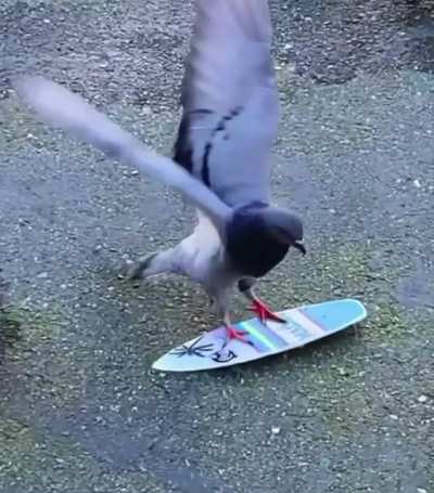 Surfin' Bird
