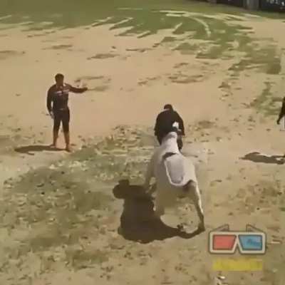 Magnificent bull tamer