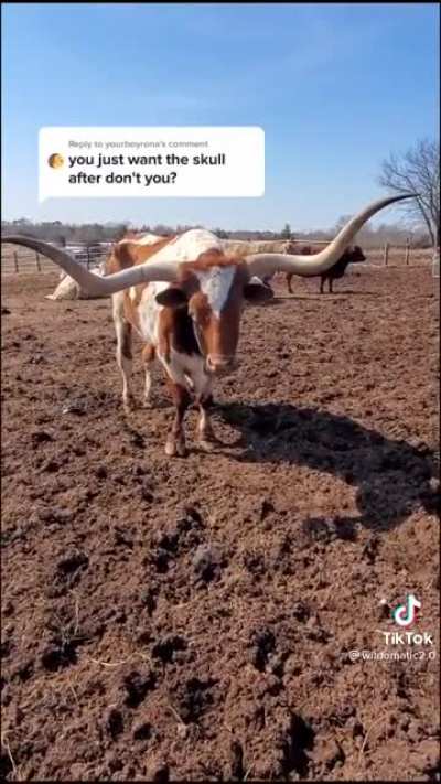 People wanted to see the bull&rsquo;s horns when he died so much the man had to address it, people are assholes.