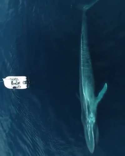 Huge blue leviathan cruising near by a tripulation (found on r/NatureIsFuckingLit)